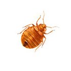 bed bugs pest control
